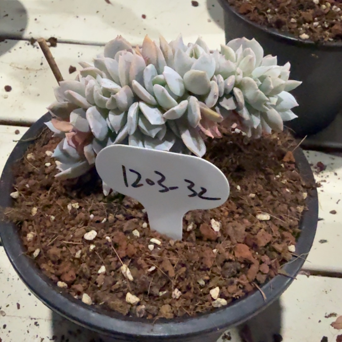 中***酱1203-32白茶缀化脱土发货