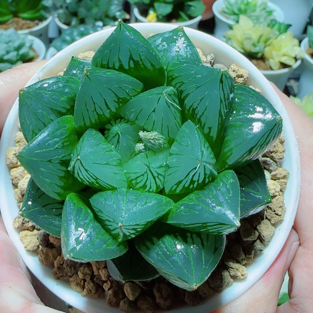 胖娃娃玉露多肉 