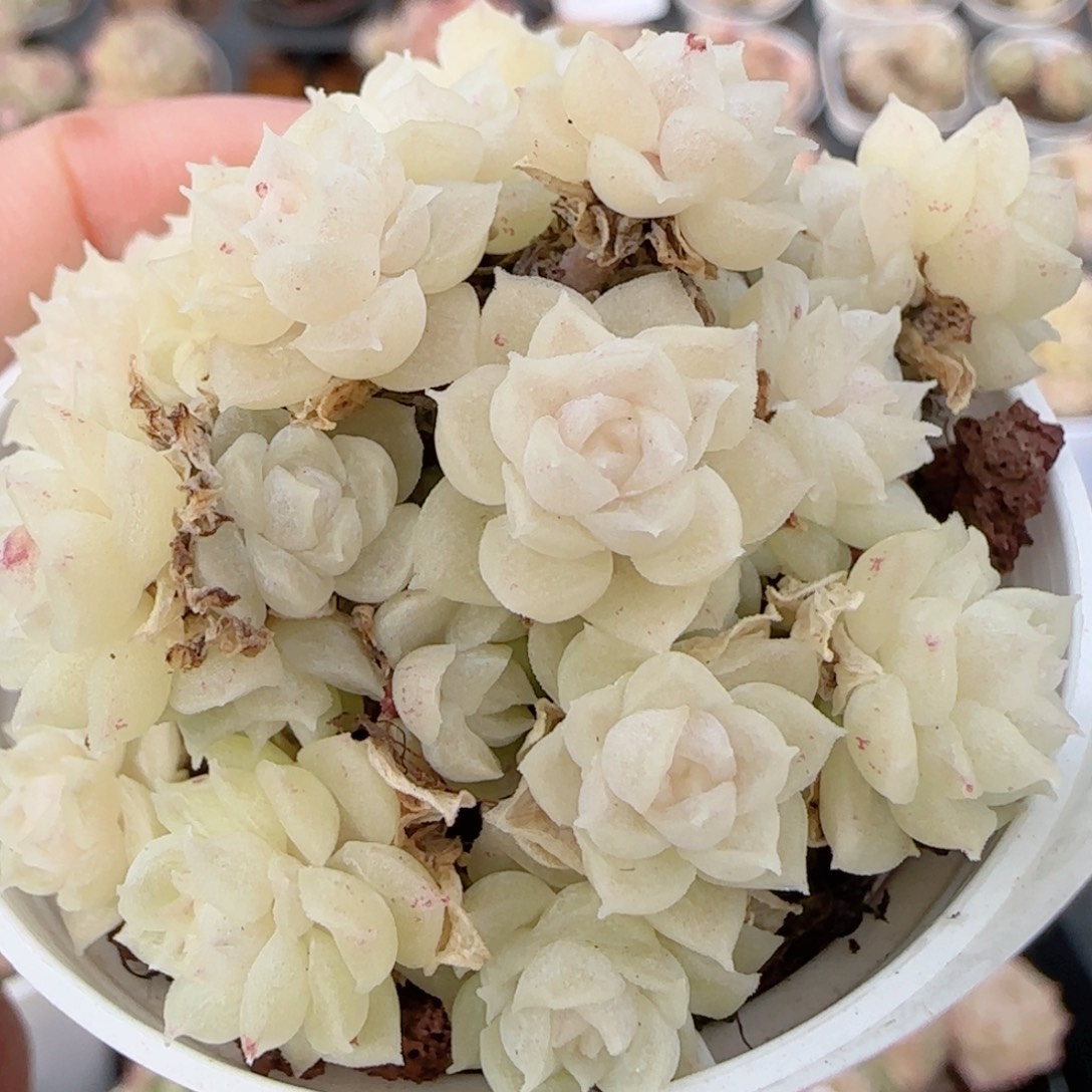 花语多肉1226-292散