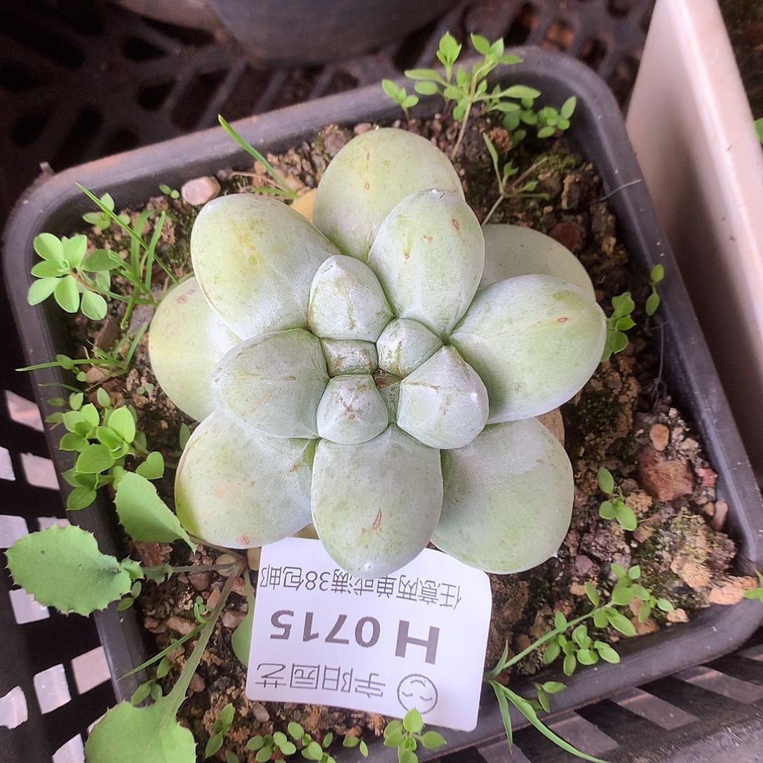 0715花朵脸拇指仙女杯