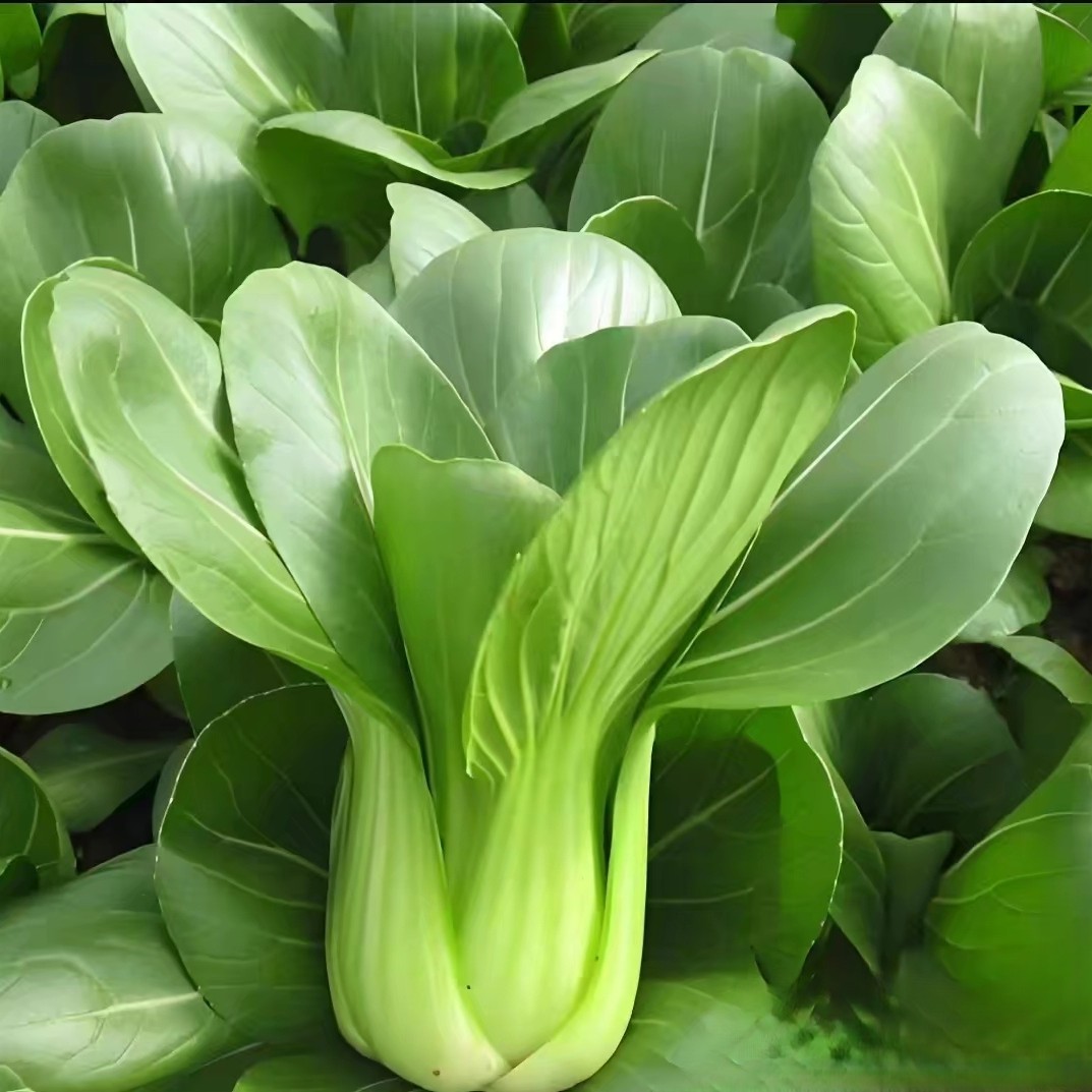 新鲜当季蔬菜青菜霜打后的高山青菜