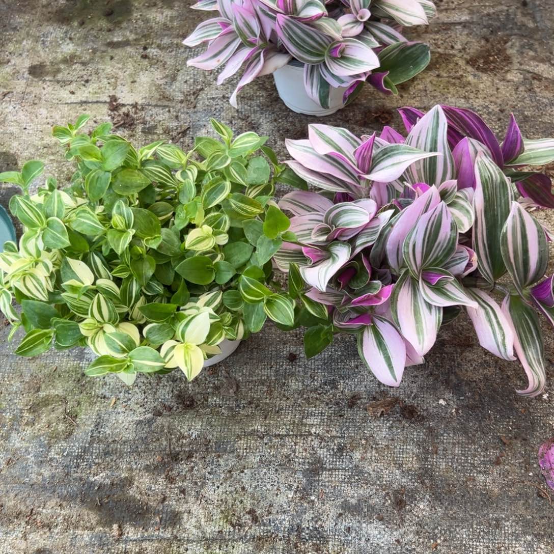 完全开放油画吊兰➕青白玉吊兰