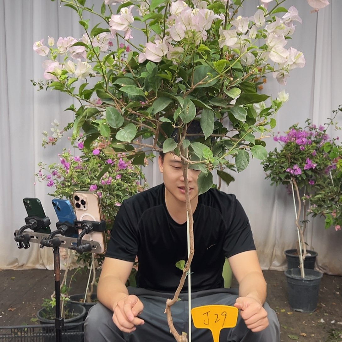 像***由当前无花栽培后可以开花J29 丽娜