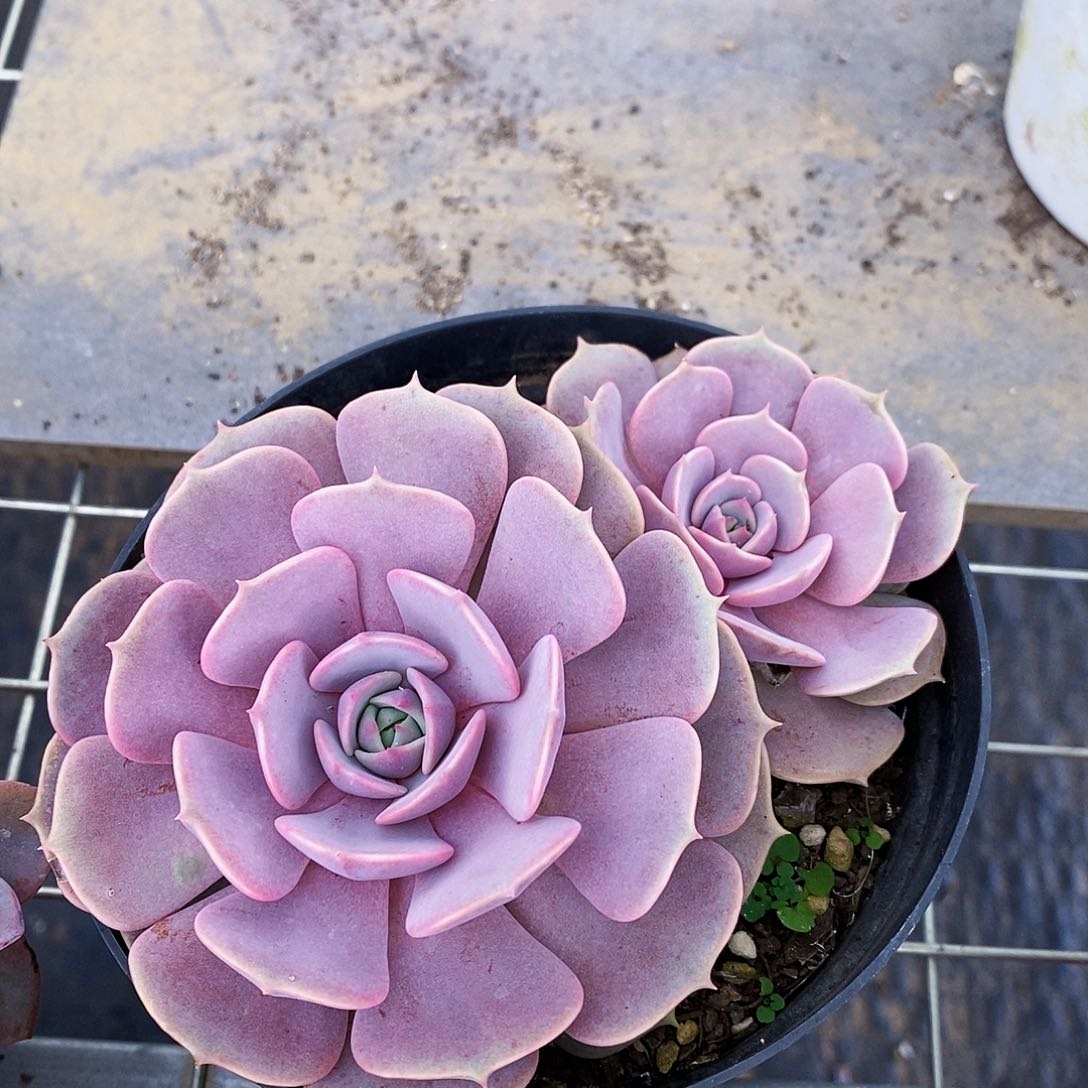 粉蝶双头起发精品特价