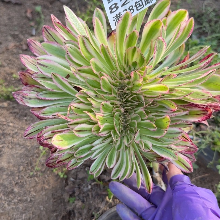 8225为仅仅缀嫁接三号棚C