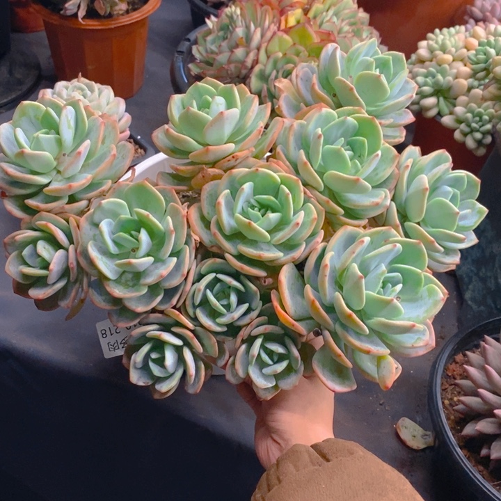 夏悦多肉0210-218白月光