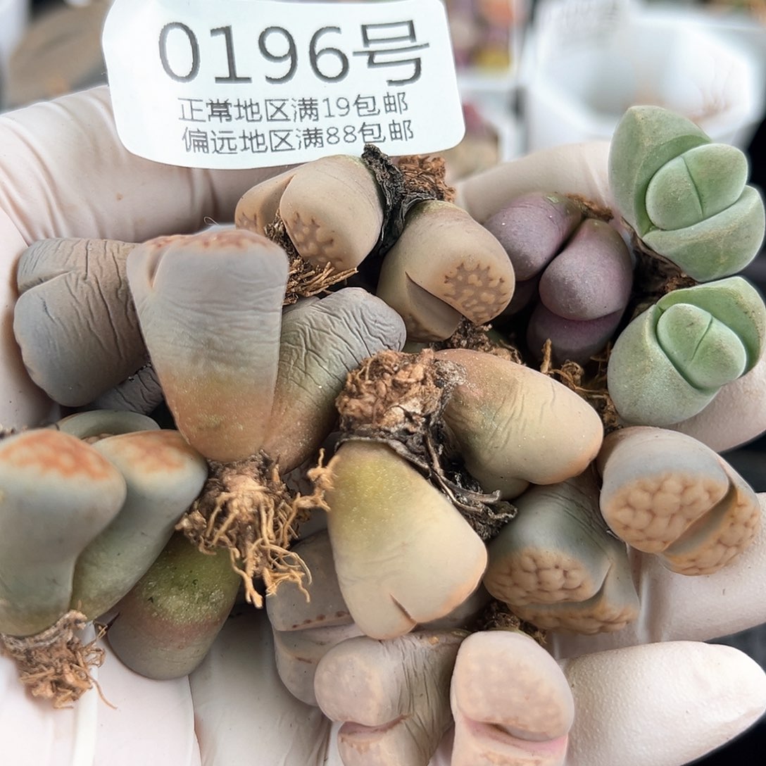 好养易活生石花大母本0196小双头17颗