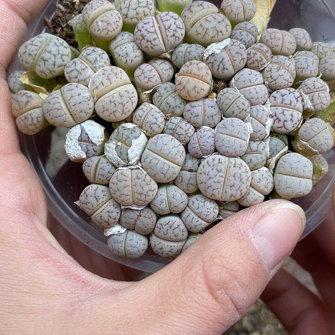 進***子8570000花花花花花