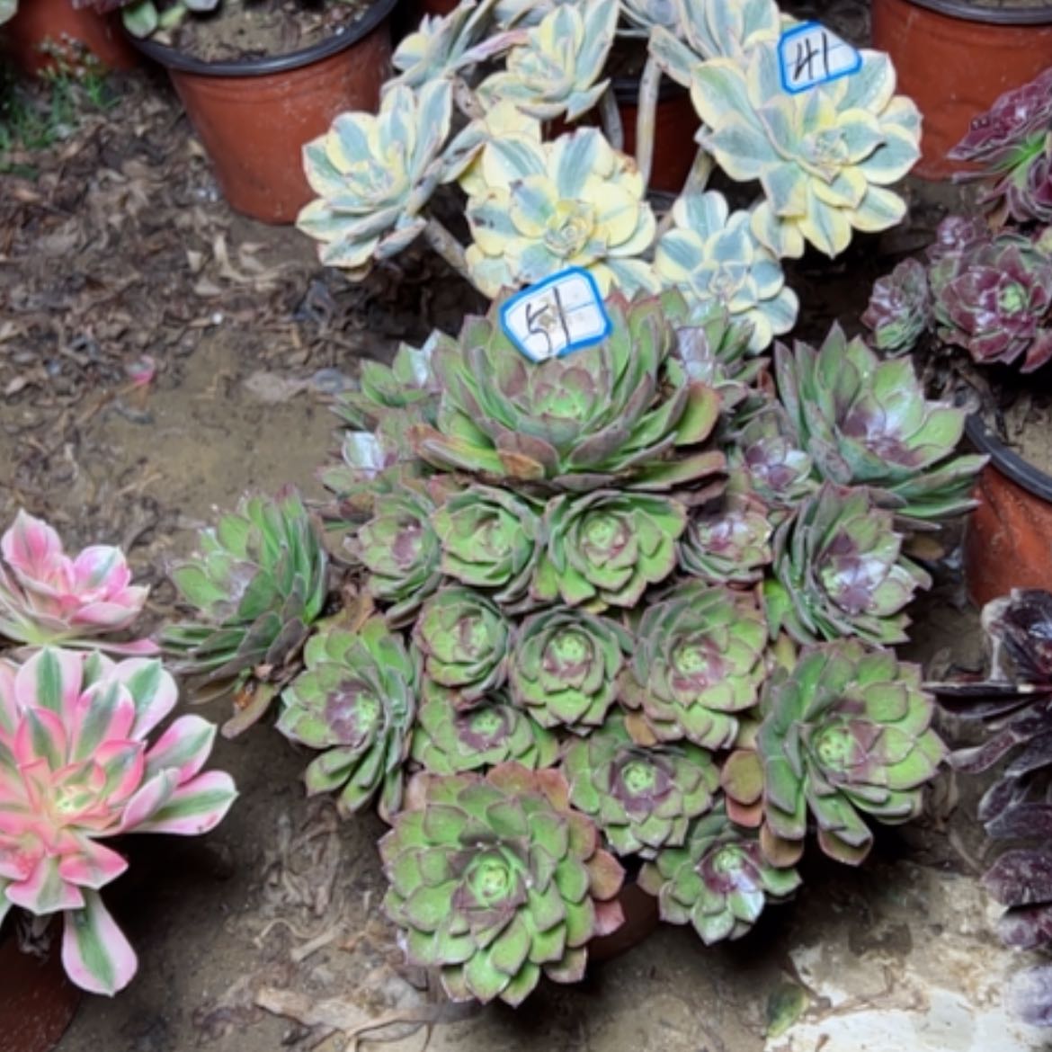 【闪购商品】桃花石51