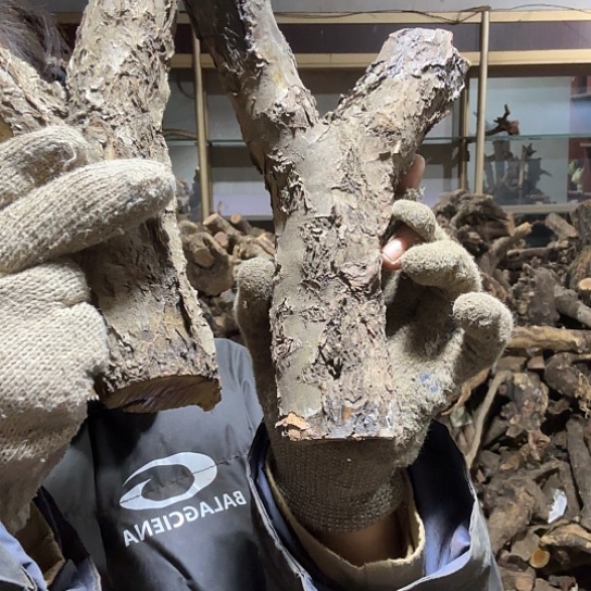 香榧木贾*火琉璃的故事毛料哦摆件