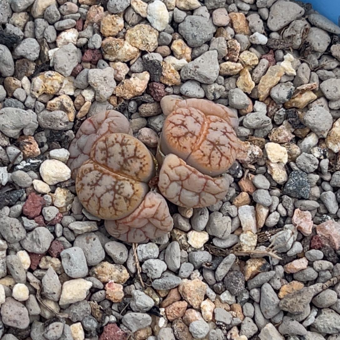 6523双头云映一颗