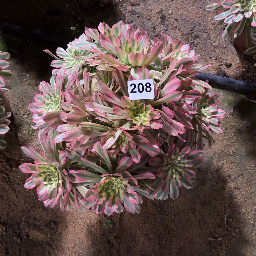 多肉法师粉钻208