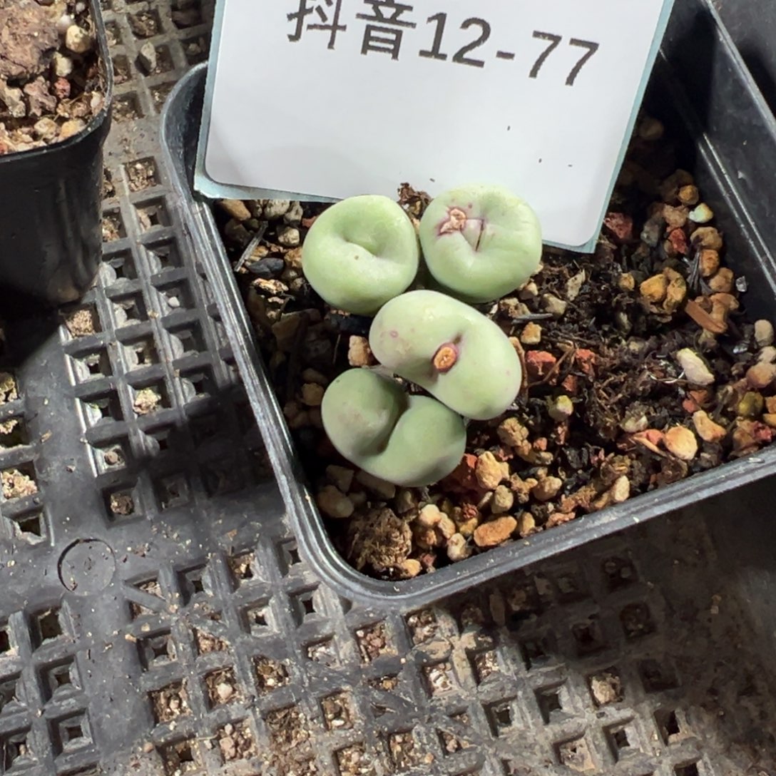 和***红12-77肉锥多肉植物