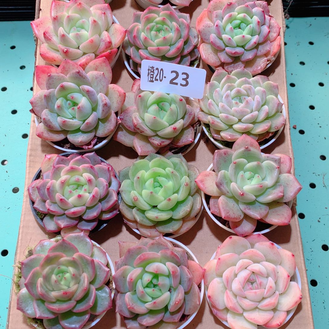 20-23一物一拍多肉带盆18颗
