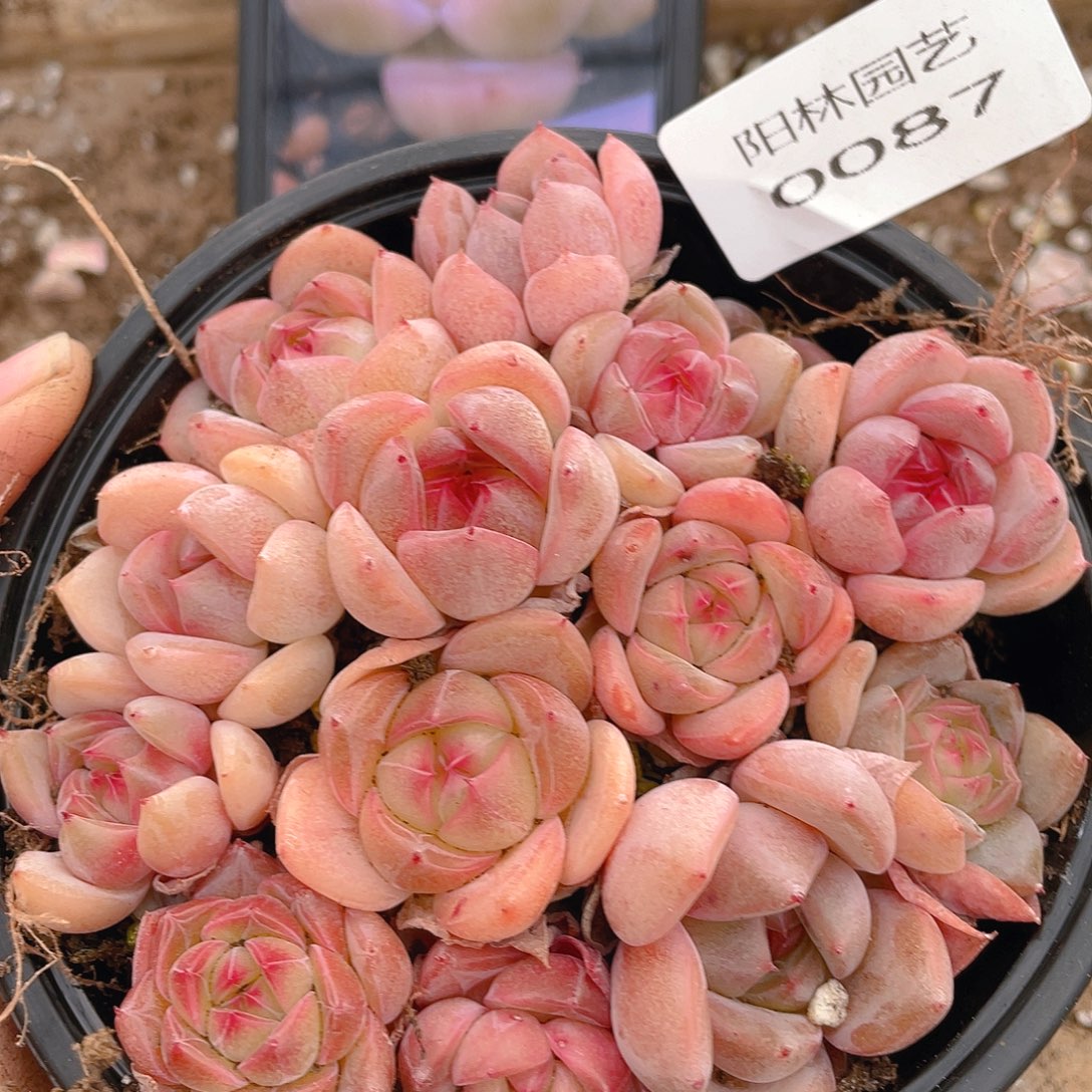 多肉植物多肉植物87