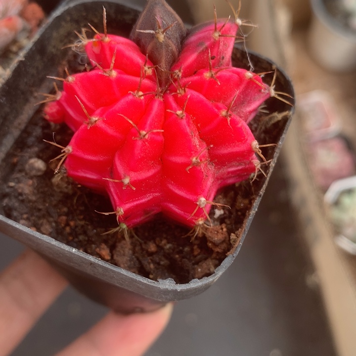 牡丹锦。一物一拍。包邮