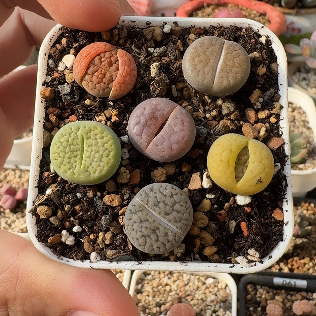 A905黄绿富贵绿富阳白富贵等