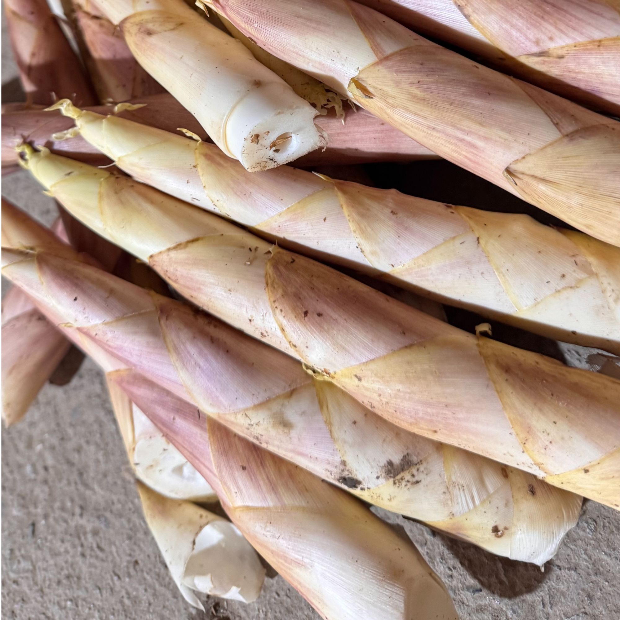 浙江上虞长塘雷笋