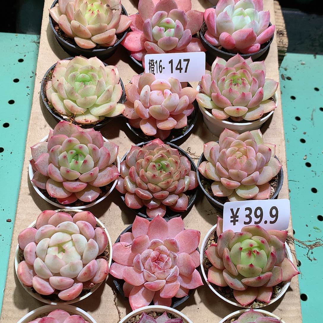 16-147一物一拍带盆18颗