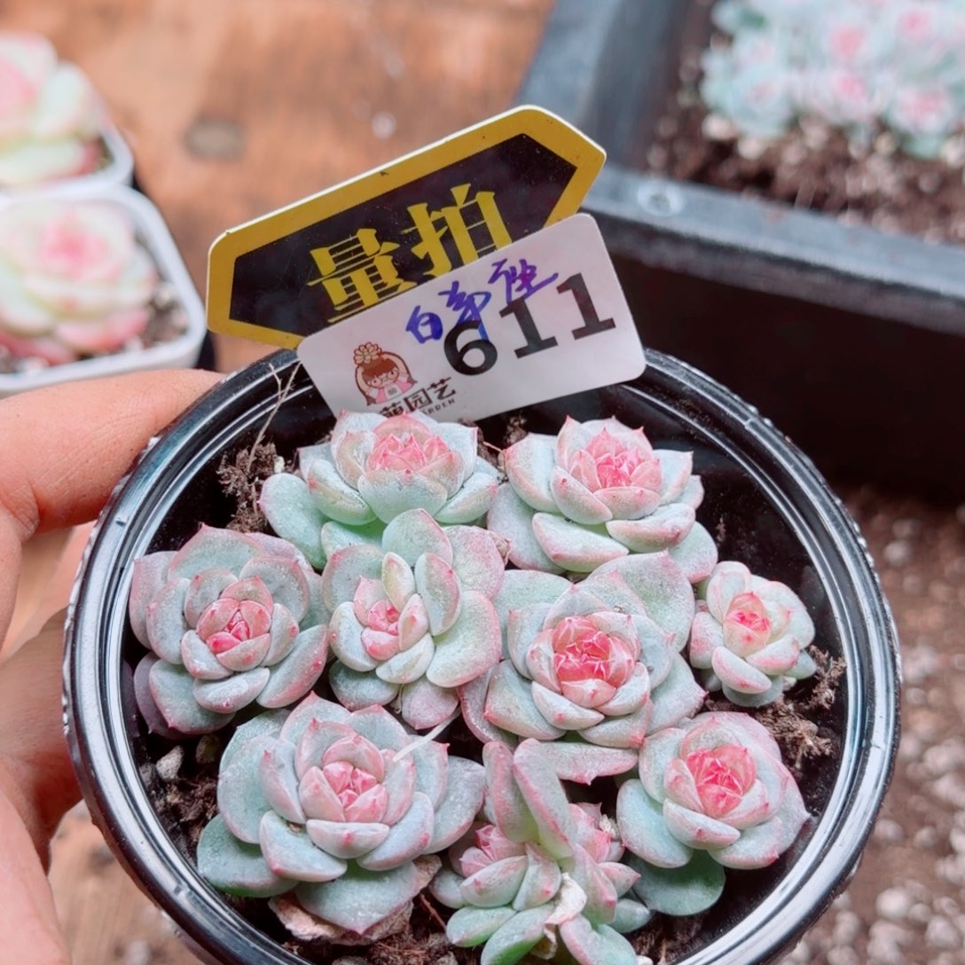 多肉植物多肉植物