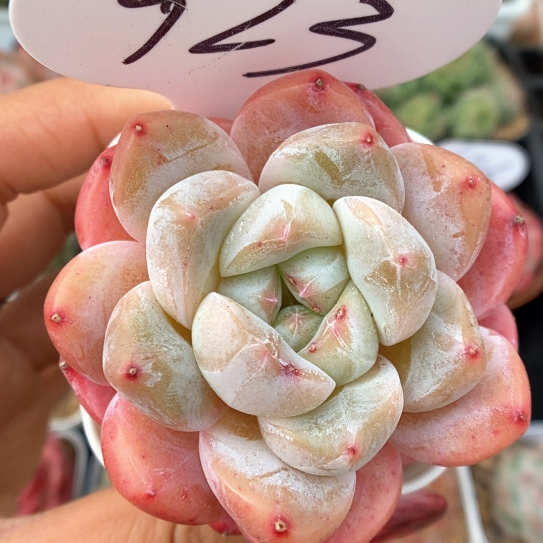 刚毅可拍923号。  