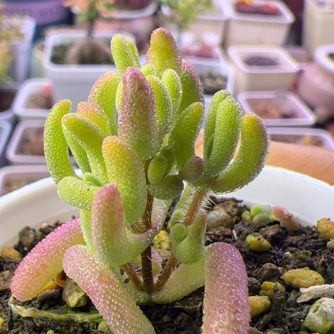 多肉植物枝干钻石黄锦