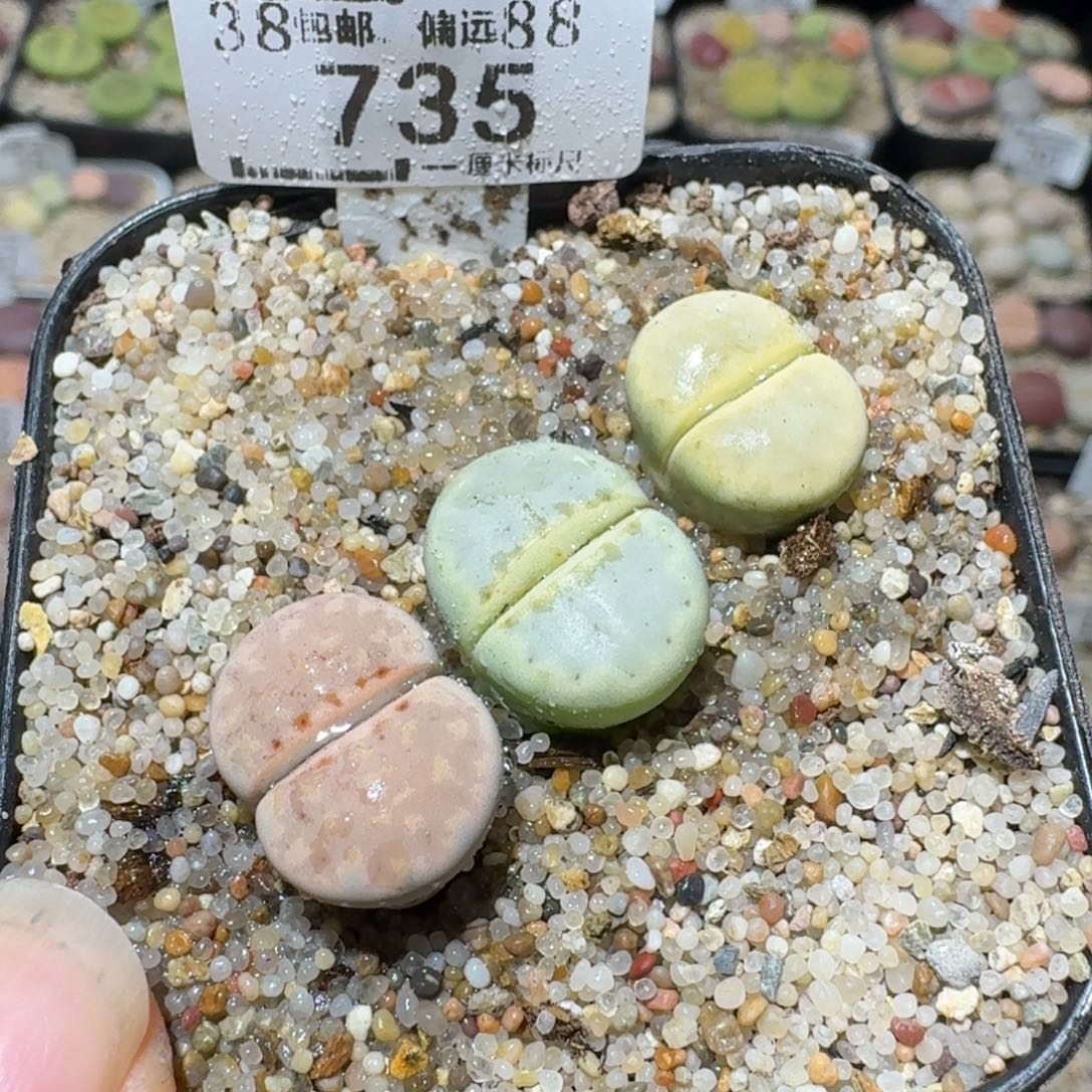 Sss清货价便宜出735