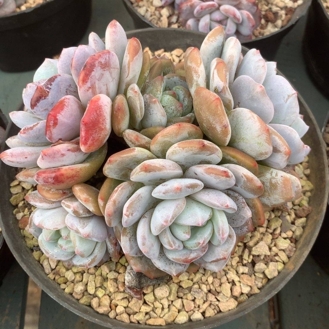 无花朵哈哈哈哈哈哈哈哈37