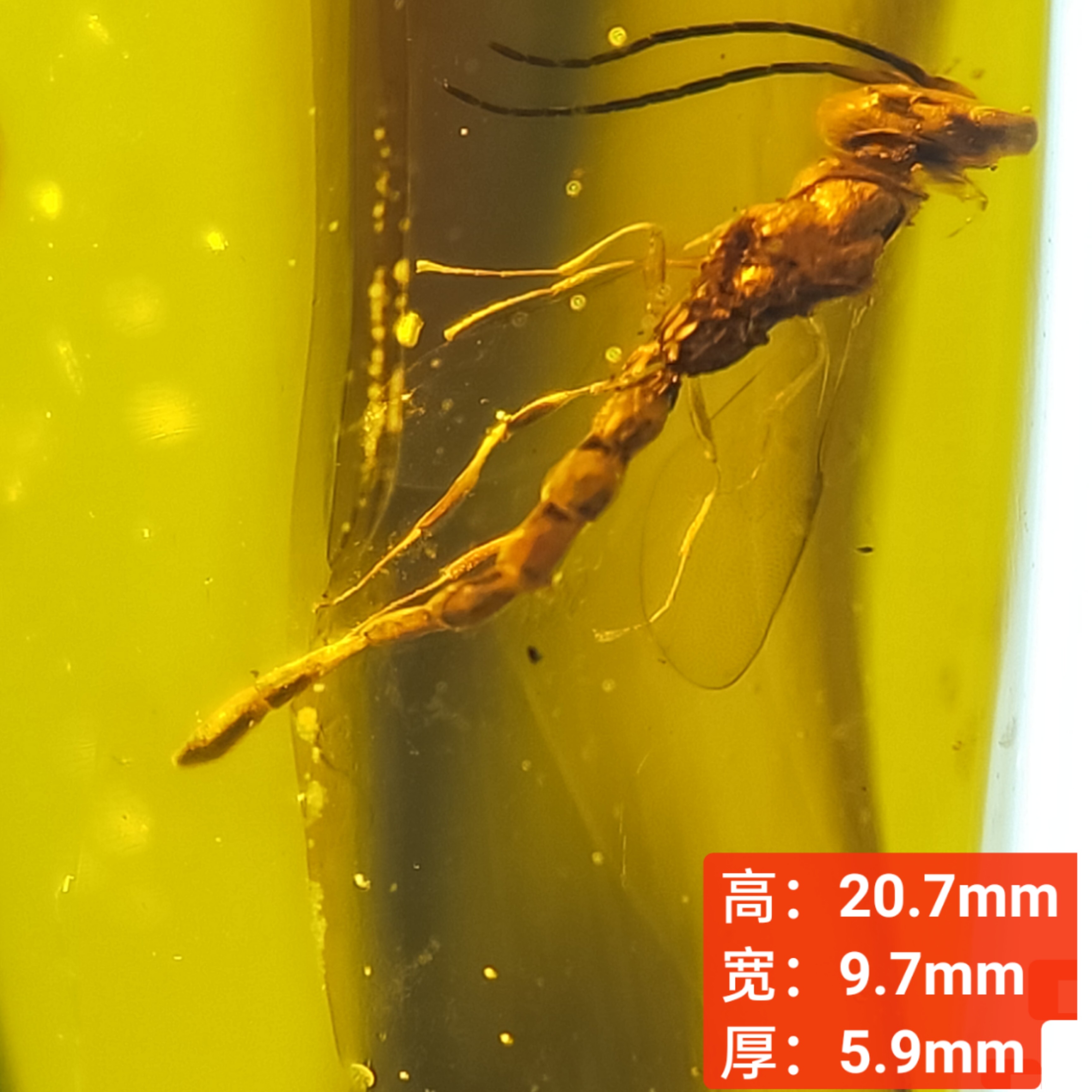 长腹细腰蜂天然缅甸琥珀虫珀原石裸石无优化化石保真珠宝首饰