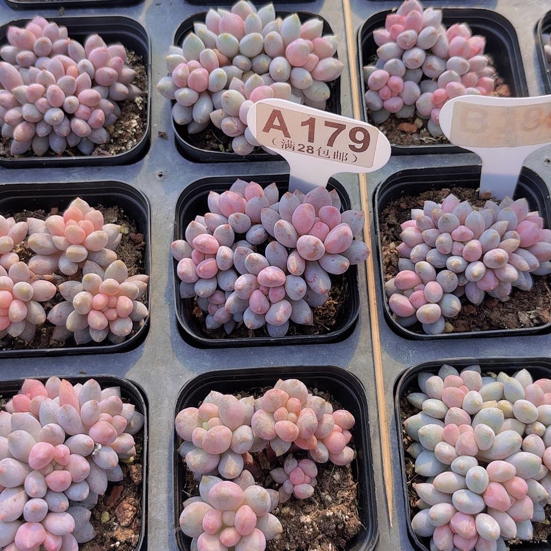 金***）A179蓝莓奶酪一物一拍