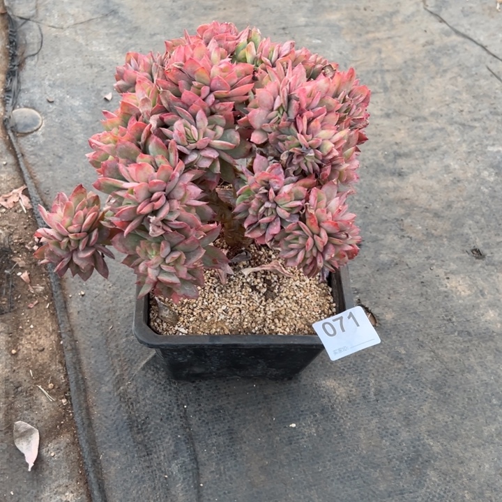 最***人男的多肉一物一派071