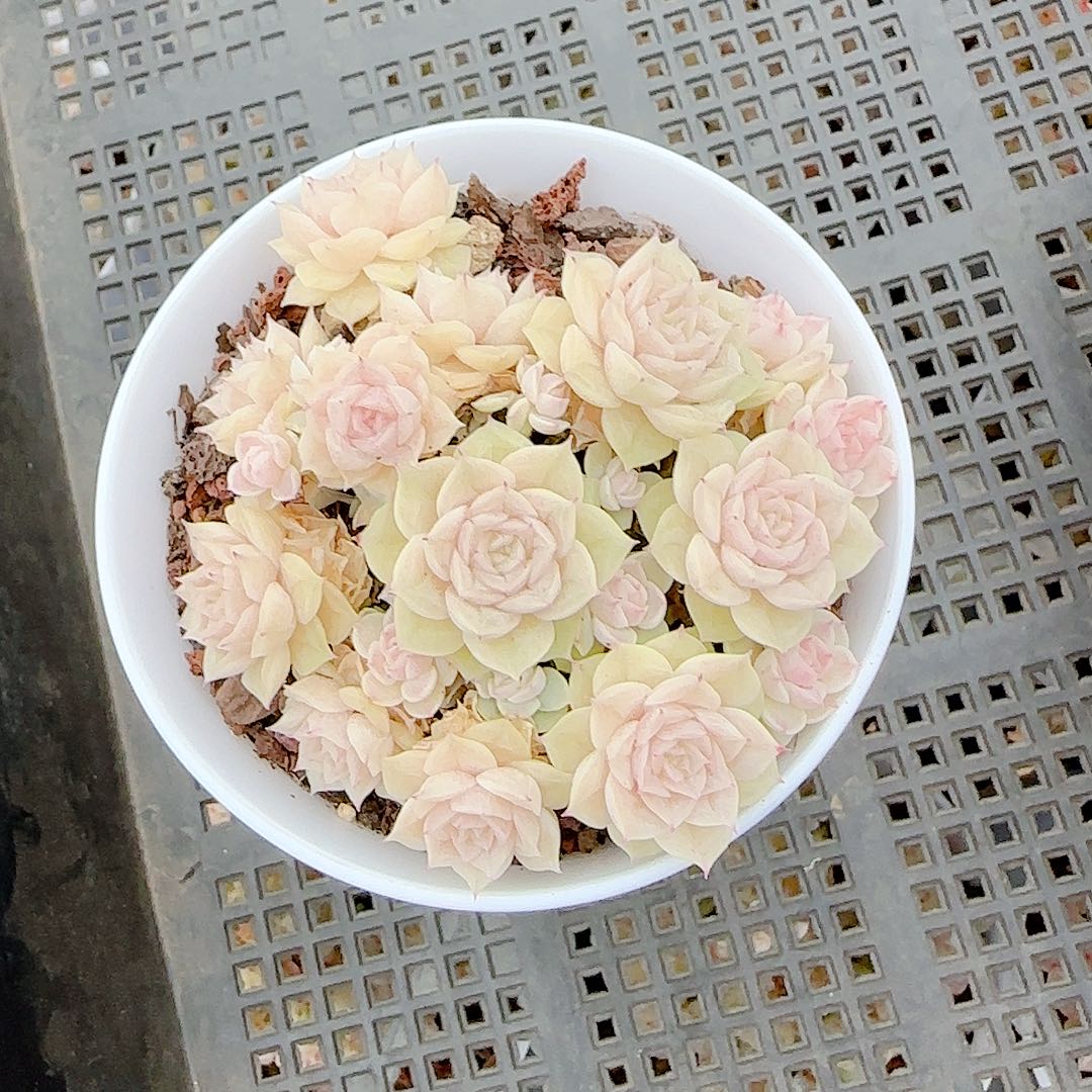 五***膘1227-26（m1-452-2）优选