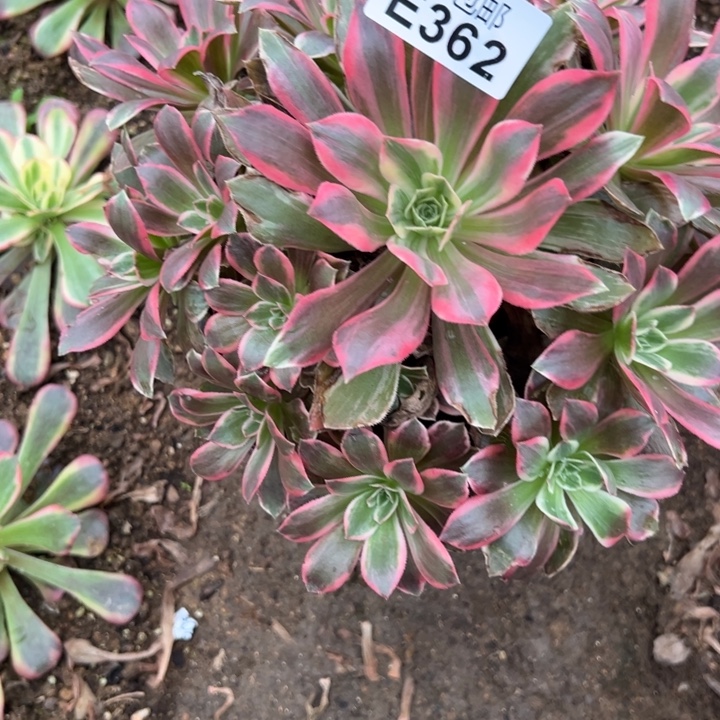 多肉植物362种植物