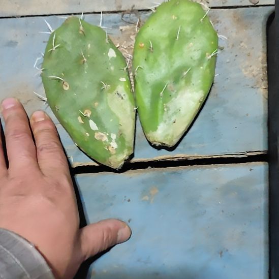 曲奇方便面硫磺处理俩叶片