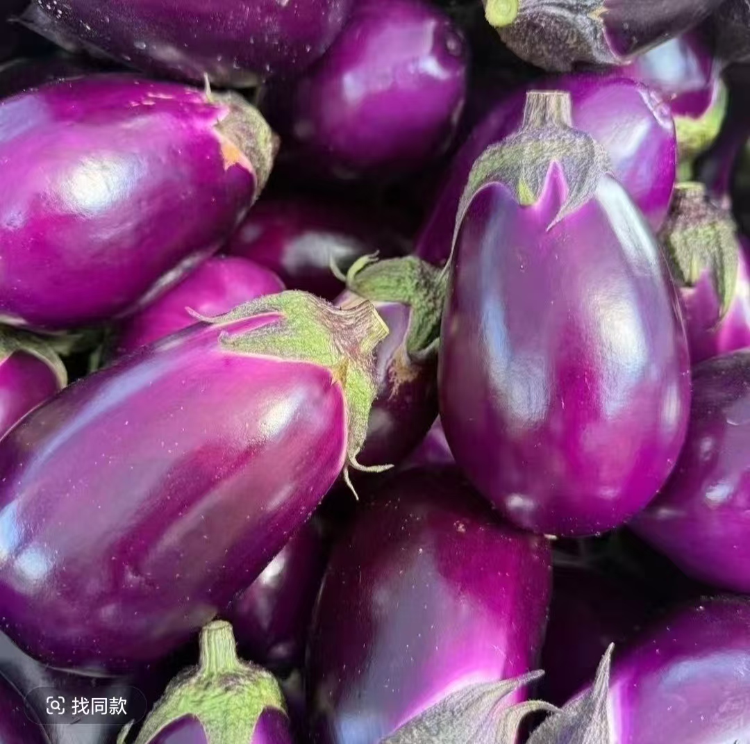 湖南本地新鲜胖茄子农家自种紫皮圆茄子 软糯 包邮