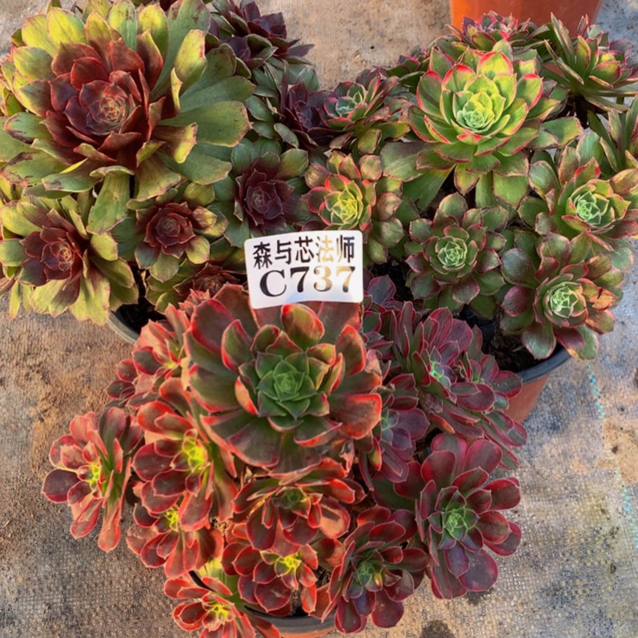 【闪购商品】737红丝绒，万花筒，安娜