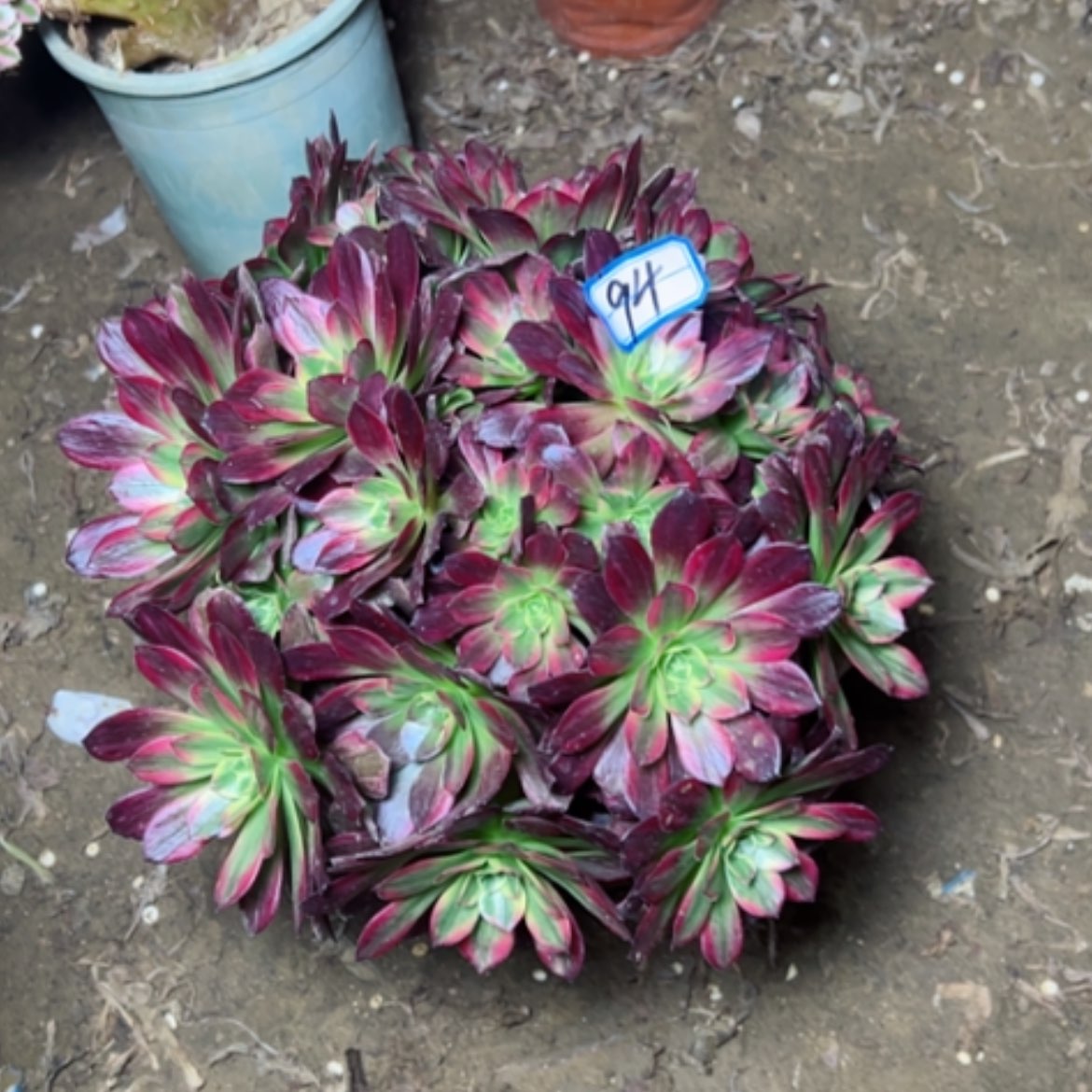 【闪购商品】多肉植物安娜94