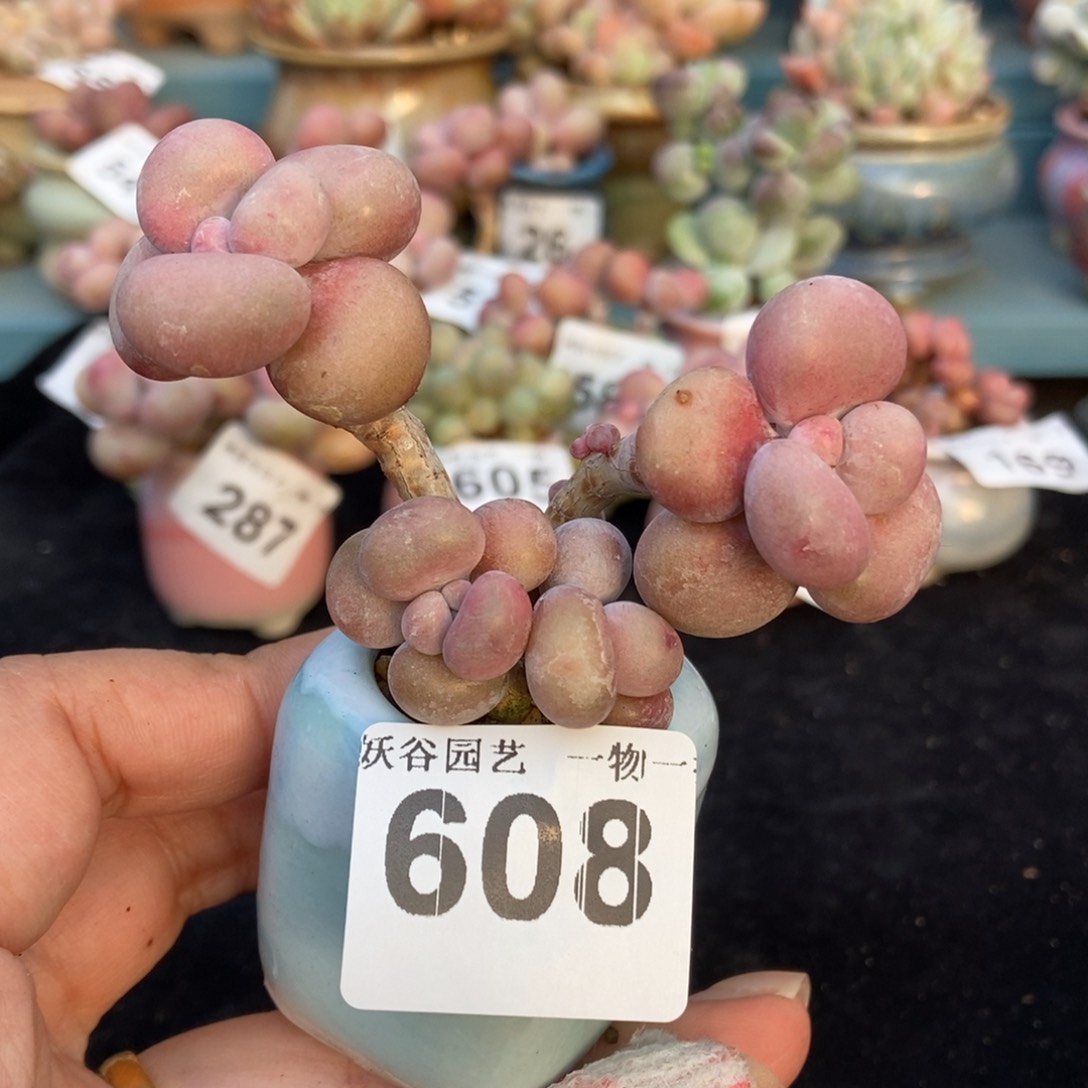 608糖果腰子蛋带盆土