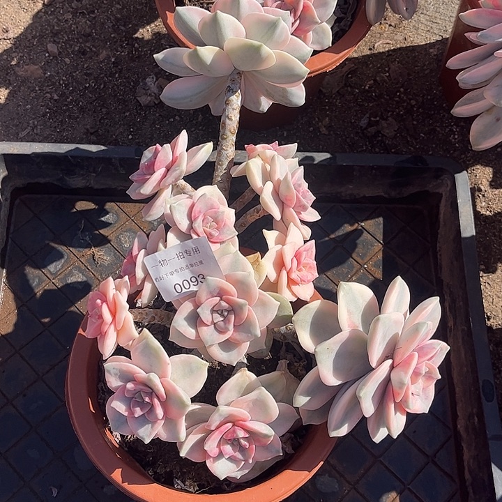 云***女姬秋丽锦，不包损，介意勿拍