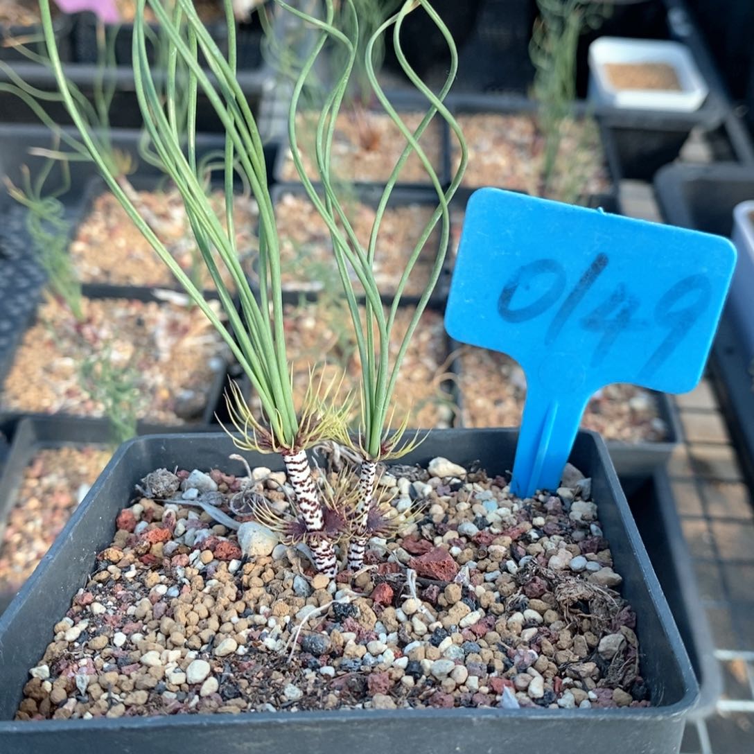 绿孔雀多肉植物一个