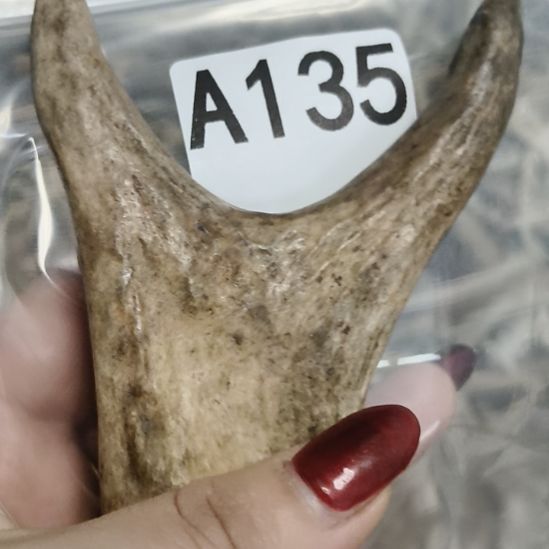 菜***羊鹿角鹿角鹿角鹿角鹿角