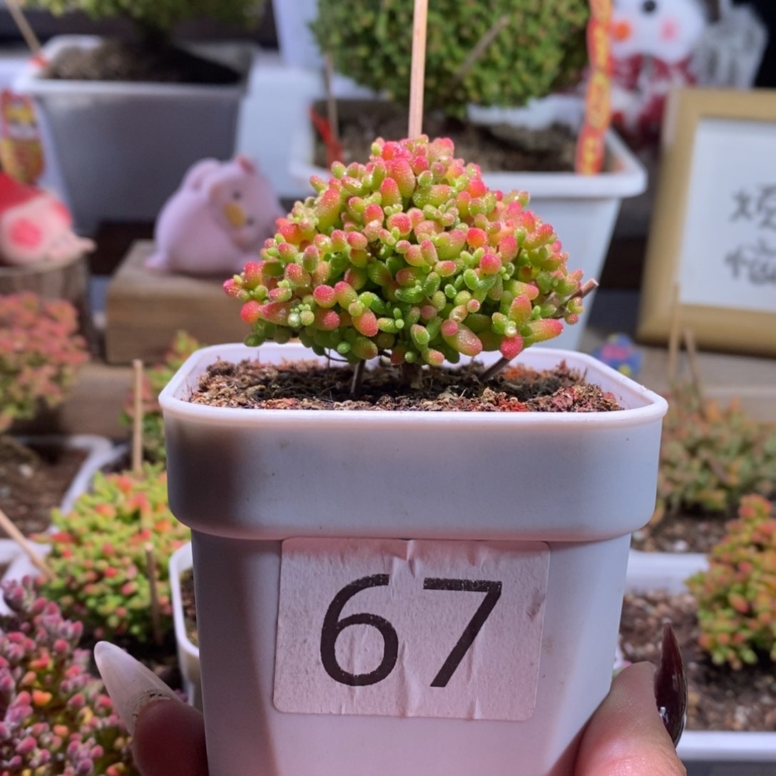 蜜橘一物一拍带盆土发货