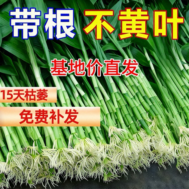 【带根发】富贵竹水养客厅带根须富贵竹批发价水培植物粗支大叶