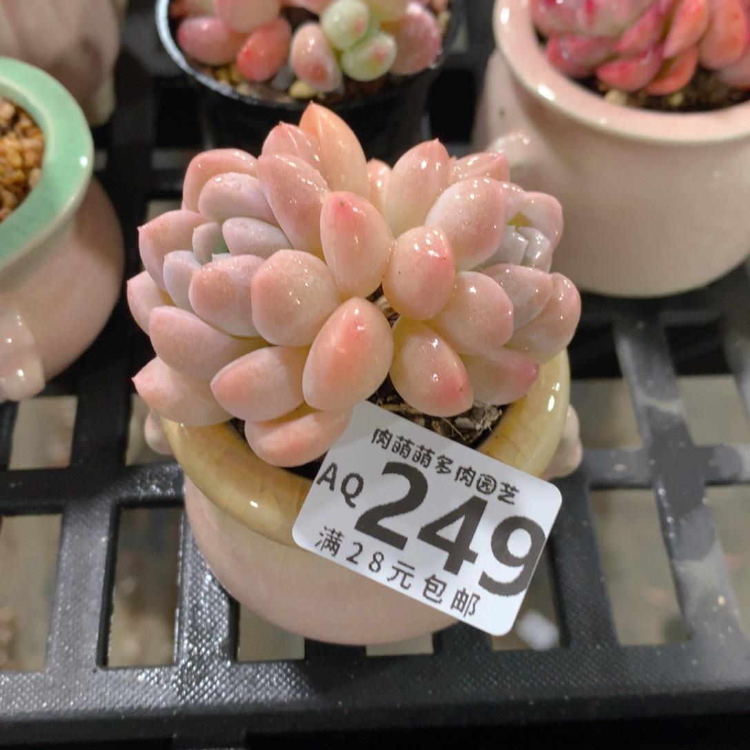 肉萌萌5cm拇指盆多肉AQ249