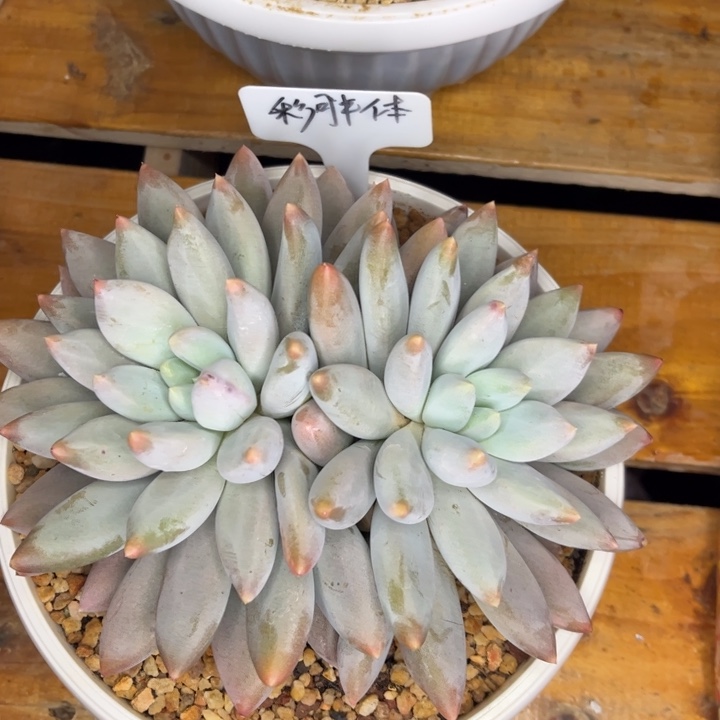 一物一拍，彩胖哥特炖肉。