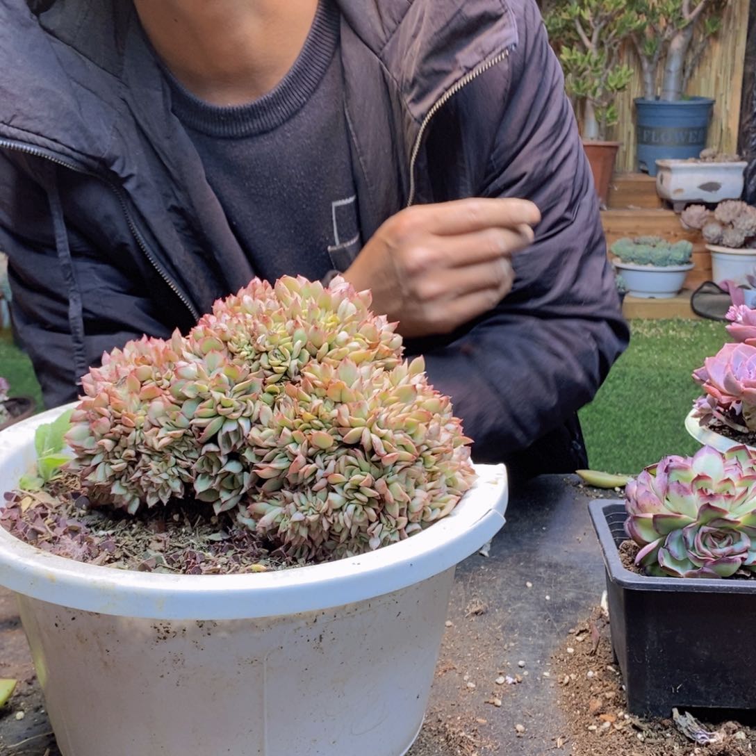 舍*H300号月光女神缀多肉