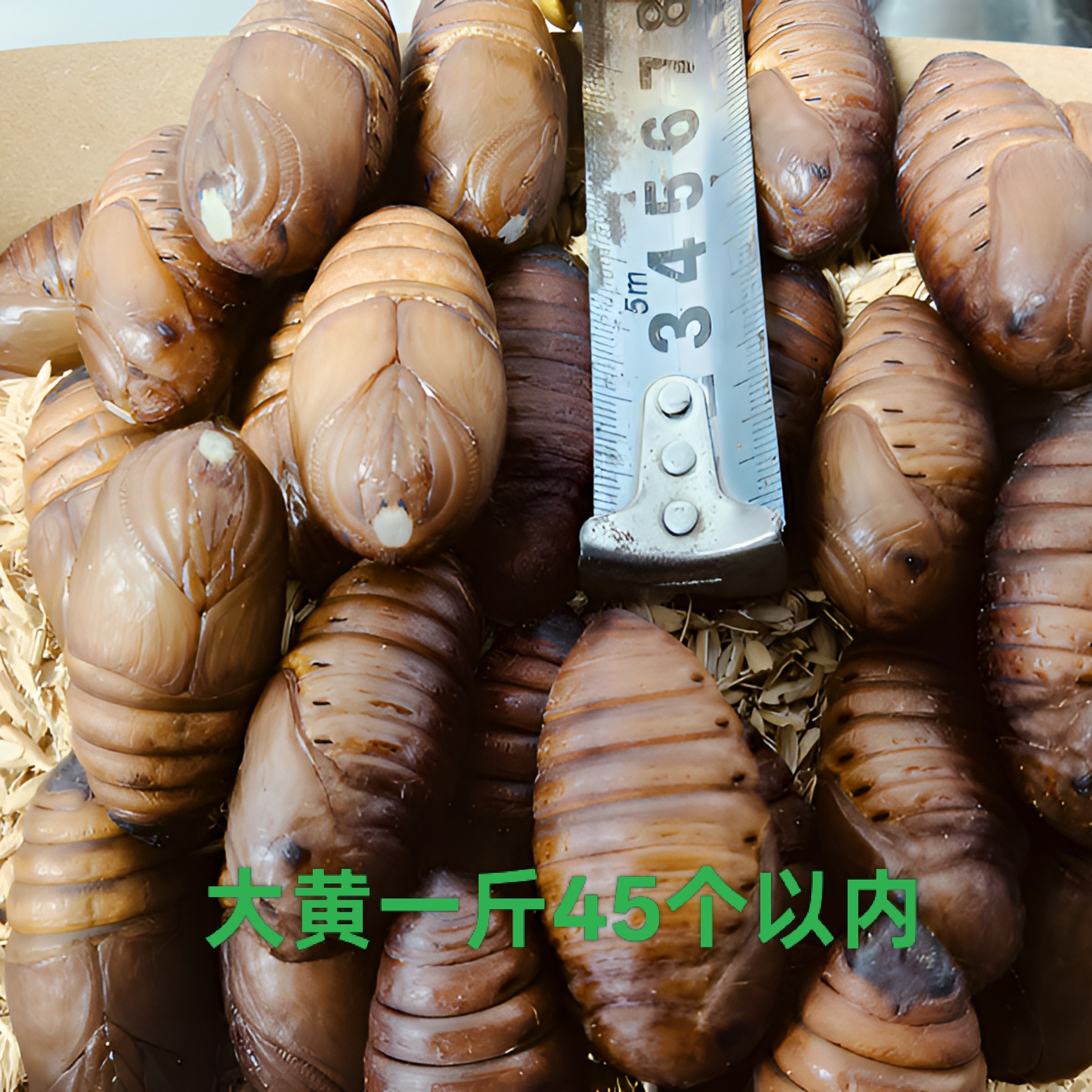丹东特产大黄蚕蛹