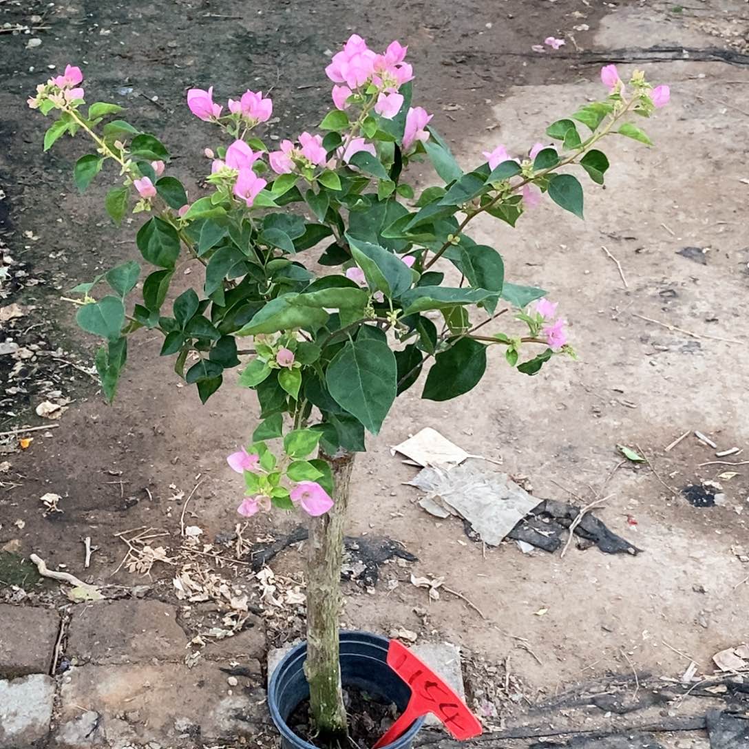 大部分开放少量花苞暗斑五宝1154