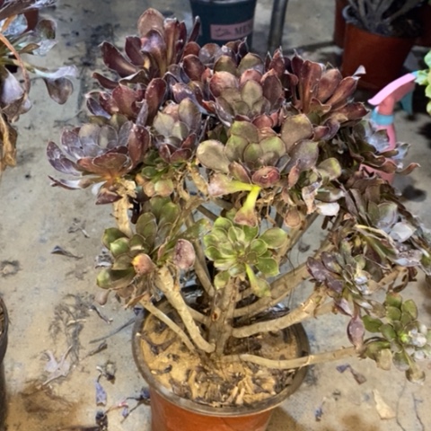 圆叶多肉植物017