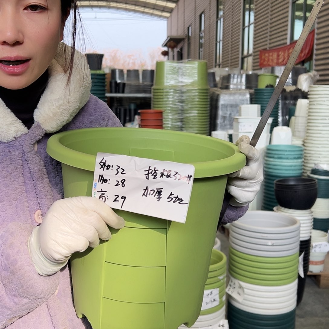 玫瑰盆320#果绿5个无托